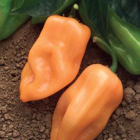 Burning Bush F1 Pepper Seeds - The Pepper Pantry (Formerly Marie Sharp's)